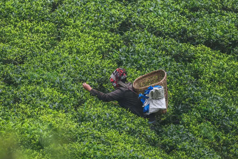 A tea picker harvesting leaves in the tea gardens