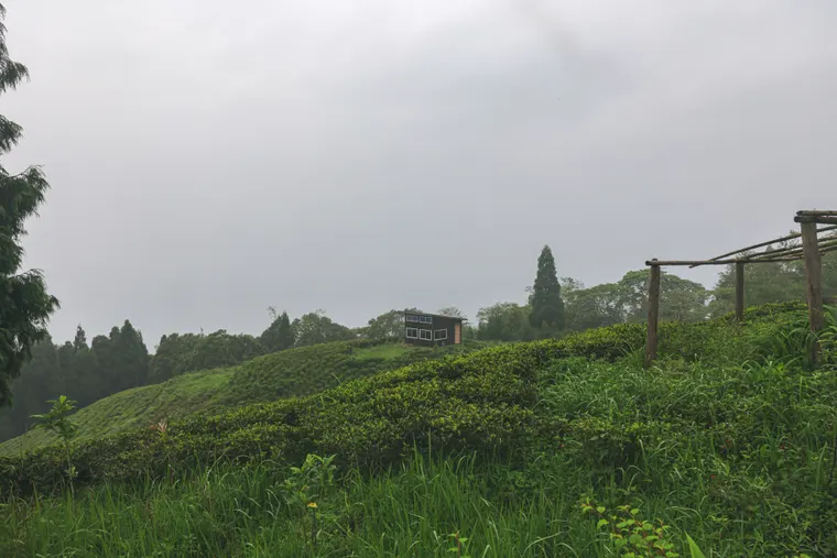 Mist drifting over a footpath and tea gardens near Fikkal