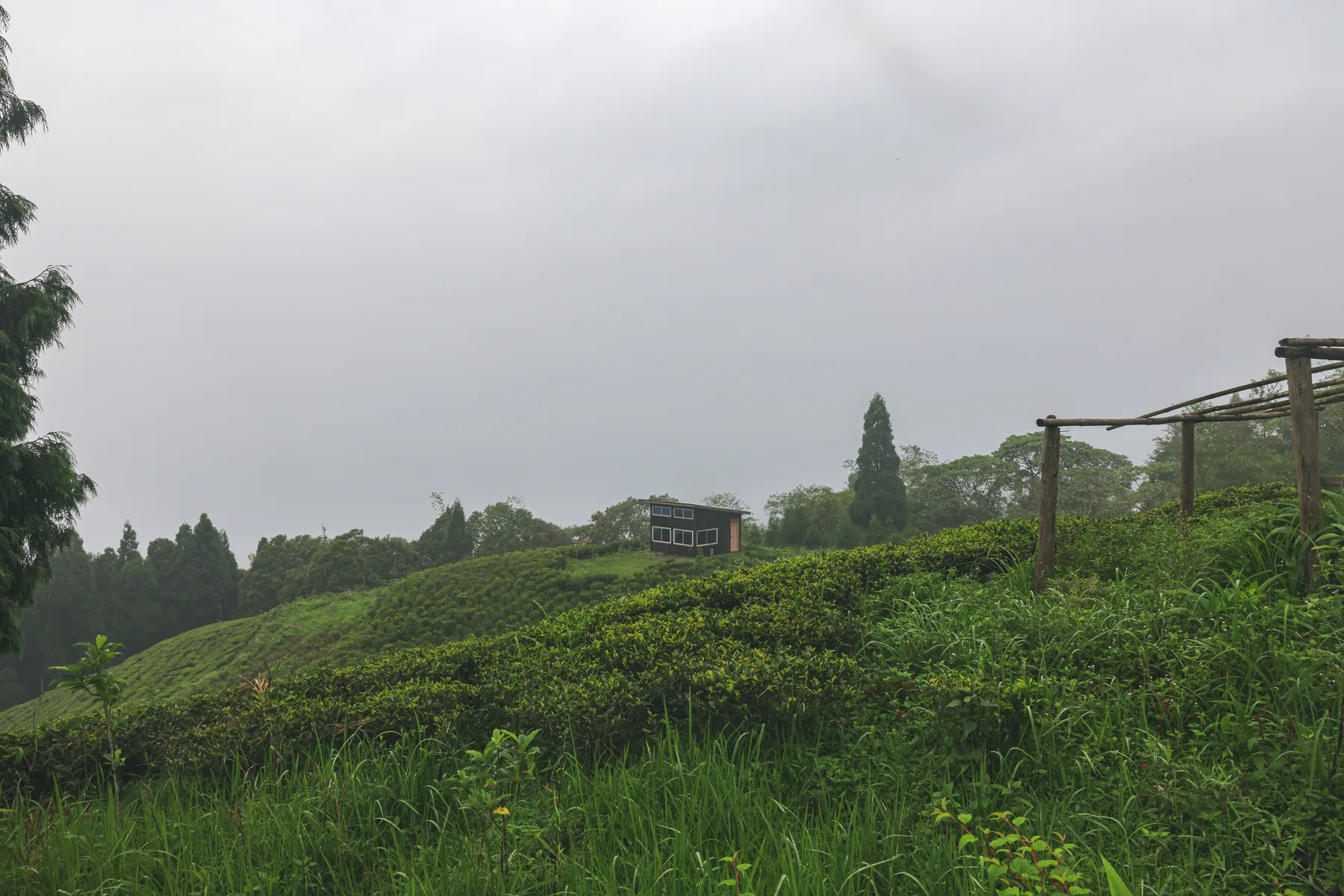 Mist drifting over a footpath and tea gardens near Fikkal