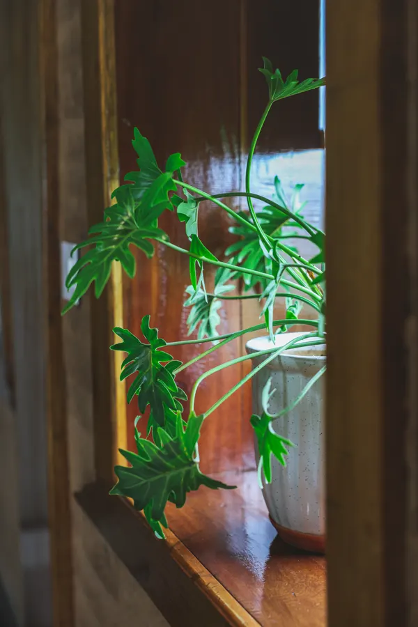 A green plant on a timber-framed windowsill